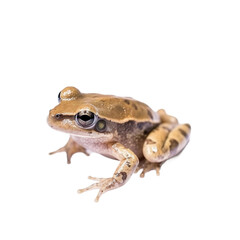 Obraz premium baby frog on a transparent background, Generative ai