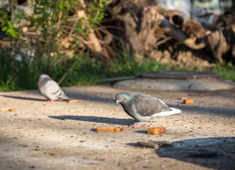 Hungry pigeons are eating bread on a city street. People feed street animals.
