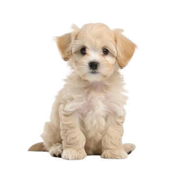 baby dog puppy on a transparent background, Generative ai