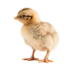 Fototapeta premium baby hen on a transparent background, Generative ai