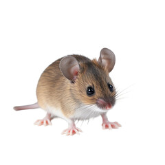baby Mouse on a transparent background, Generative ai