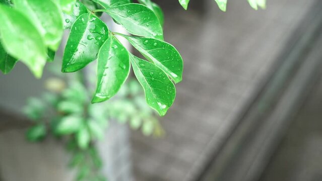 水が滴る植物の動画