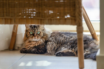 Adorable fluffy cat relaxing under the chair at home in the morning