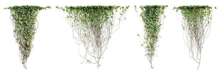 Set of Hedera Canariensis creeper plant, isolated on transparent background. 3D render.