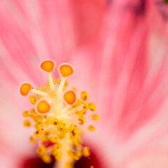 hibiscus pollen hairs