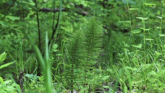  Horsetail  grows in the forest during the spring