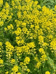 yellow flowers in the wild