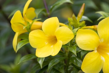 Obraz premium Flower of a bush allamanda, Allamanda schottii
