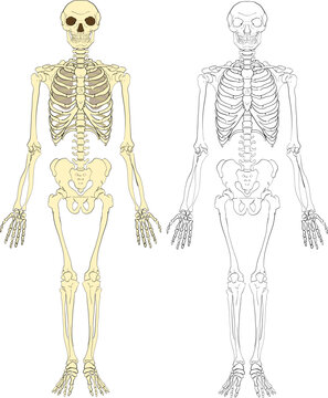 A human skeleton