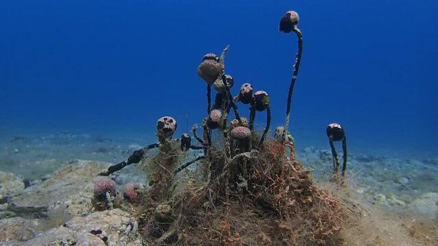 Underwater, abandoned fishing nets are polluting the sea life.