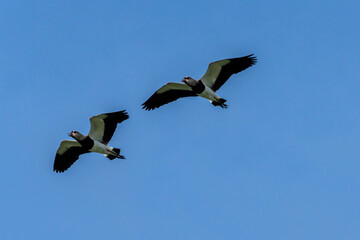The flight of Southern Lapwing also know the Quero-Quero. Species Vanellus chilensis. National bird of Uruguay. Birdwatching. Animal lover. Black chest. Red eyes.