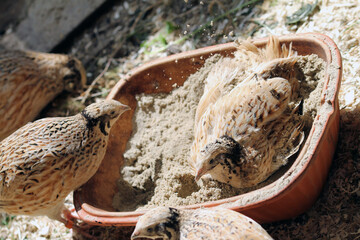 Japan quail, life in chicken paradise