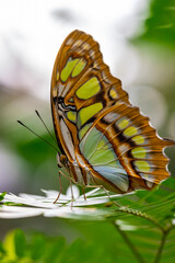 Tropical butterfly Siproeta stelenes or malachite butterfly on leaves in garden