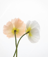 Flowers photographed on a white background. Delicate photo of spring flowers