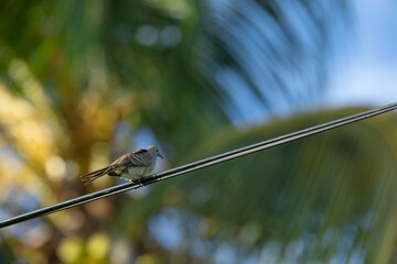 oiseau des seychellles © André_Caillet