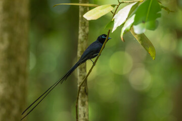 tchitrec des seychelles 