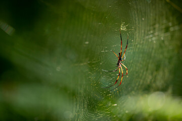 araign&eacute;e des palmiers nephila inaurata