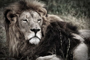 Depressed Lion fighting off mental health problems, looking tired lazy and doesn't want to get up. Fighting the demons. De saturated image to show the darkness inside 