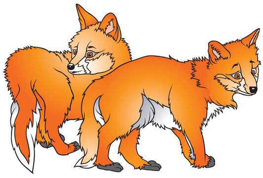 Two Foxes 2  - coloured cartoon illustration as vector