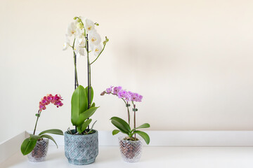 Beautiful blooming phalaenopsis orchids in a clear pots on the table