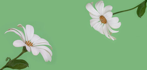 floral background on a green or blue background. Copy space.