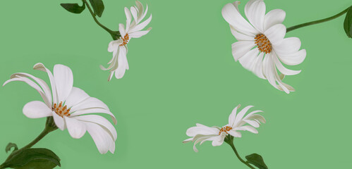 floral background on a green or blue background. Copy space.
