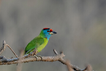 Birds of Bangladesh birds from satchori National park, sylhet, bangladesh 