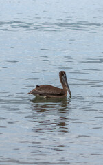 Pelícano descansando 