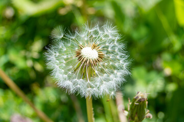 Dandelion flower on green background