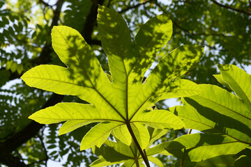 カミヤツデ　葉模様