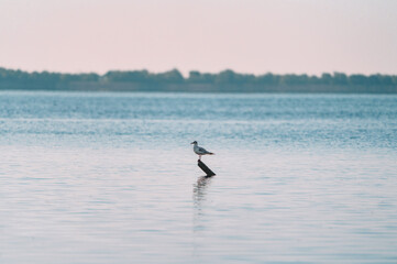 Fototapeta premium Seagull on the lake