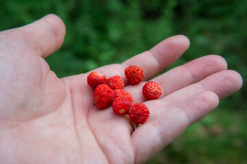 Wild strawberries in a hand. Happy summertime concept.