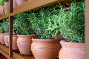 Fresh rosemary plants growing in the clay pots indoor, cooking ingredient, aromatic seasoning