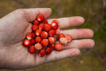 A person showing a hand full of several wild strawberries. Summertime in a Swedish forest.