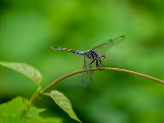 dragonfly on a leaf