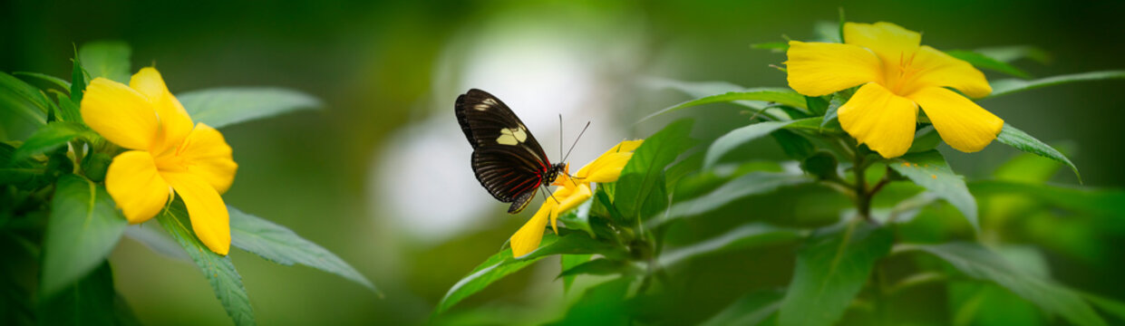 Butterfly Heliconius Hacale zuleika in a rainforest
