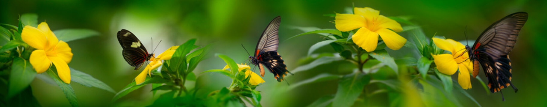 Butterfly Heliconius Hacale zuleika and Pachliopta jophon in a rainforest