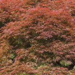 The shrubs are a dark red color and brighten up the garden.