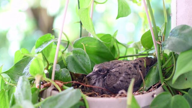 Baby mourning dove in a nest sleeping. baby pigeon in a nest