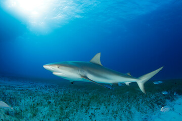 Obraz premium Caribbean Reef Shark (Carcharhinus perezi) over Sandy Sea Grass Bottom. Tiger Beach, Bahamas