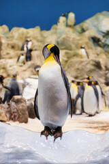 King penguin colony in the zoo