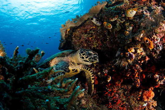 Hawksbill Turtle (Eretmochelys imbricata) on Coral Reef. Misool, Raja Ampat, Indonesia