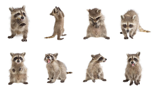 8 photos of isolated raccoon in various interesting positions on a white background.