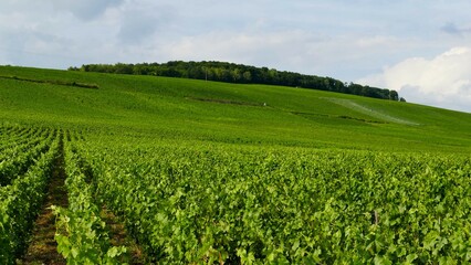 Fototapeta na wymiar Le vignoble de Champagne à Passy-sur-Marne