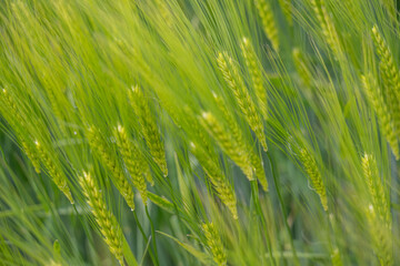 blé vert au soleil d'été