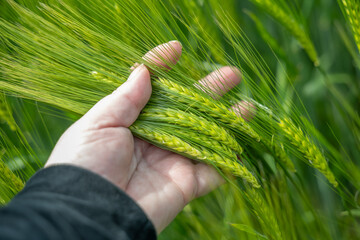 vérification des épis de blé verts par un agriculteur dont on voit la main