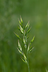Soft brome (Bromus hordeaceu) with water droplets on green background.