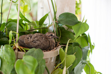 Baby pigeon is ready to leave the nest. Bird leaving the nest, Mourning dove fledgling 