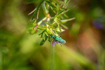 A Thick-legged flower beetle (Oedemera nobilis)