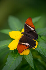 Butterfly Siproeta epaphus in a rainforest
